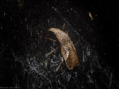 Genethila retusa