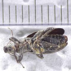 Brachyderes incanus