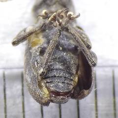 Brachyderes incanus
