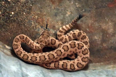 Crotalus oreganus concolor