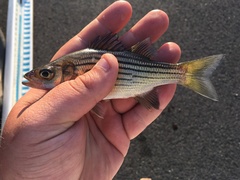 Morone mississippiensis