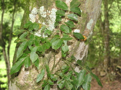 Lonchocarpus atropurpureus