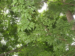 Lonchocarpus atropurpureus