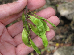 Lonchocarpus atropurpureus