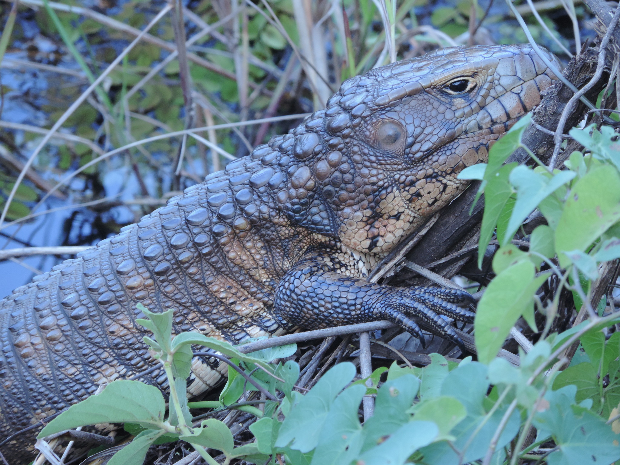Paraguay Caiman Lizard (Dracaena paraguayensis)  iNaturalist