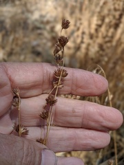 Juncus longistylis