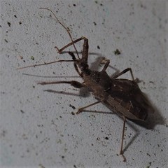 Acholla multispinosa