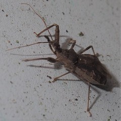 Acholla multispinosa