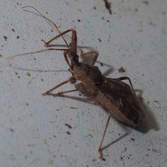 Acholla multispinosa