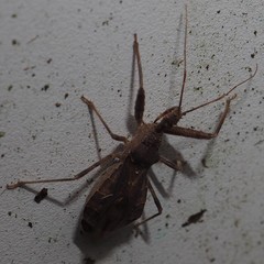 Acholla multispinosa