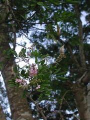 Lonchocarpus castilloi