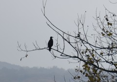 Phalacrocorax carbo