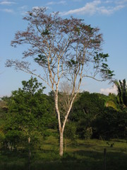 Lonchocarpus guatemalensis