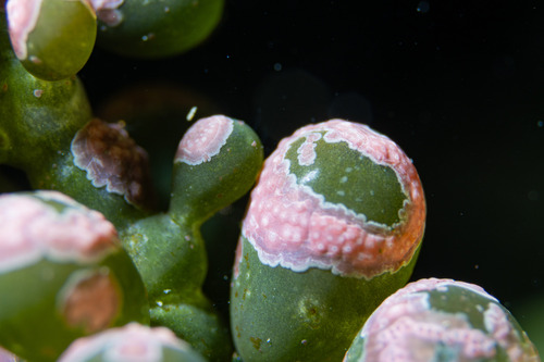 Pneophyllum observed 2025-07-24