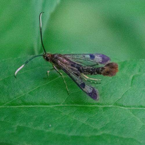Maple Clearwing Moth photo 4