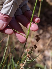 Juncus longistylis