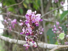 Lonchocarpus guatemalensis