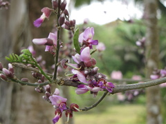 Lonchocarpus guatemalensis