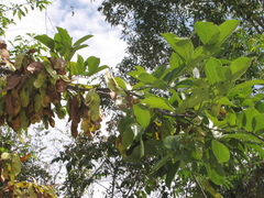 Lonchocarpus guatemalensis