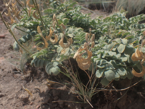 curvepod milkvetch (Astragalus curvicarpus)