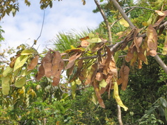 Lonchocarpus guatemalensis