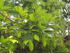 Lonchocarpus guatemalensis