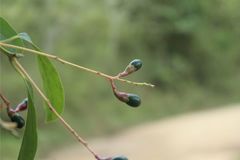 Aiouea montana