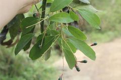 Aiouea montana
