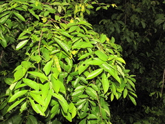 Lonchocarpus guatemalensis