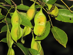 Lonchocarpus guatemalensis