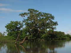 Lonchocarpus hondurensis
