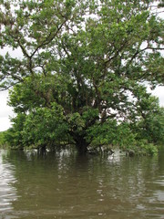 Lonchocarpus hondurensis