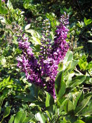 Lonchocarpus hondurensis