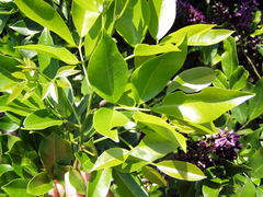 Lonchocarpus hondurensis