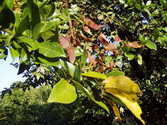 Lonchocarpus hondurensis