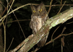Otus rutilus rutilus