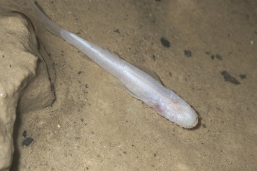 Southern cavefish (Typhlichthys subterraneus) — Amblyopsidae — 3