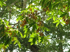Lonchocarpus luteomaculatus