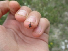 Collops quadrimaculatus