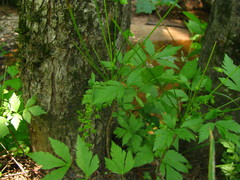 Xanthorhiza simplicissima