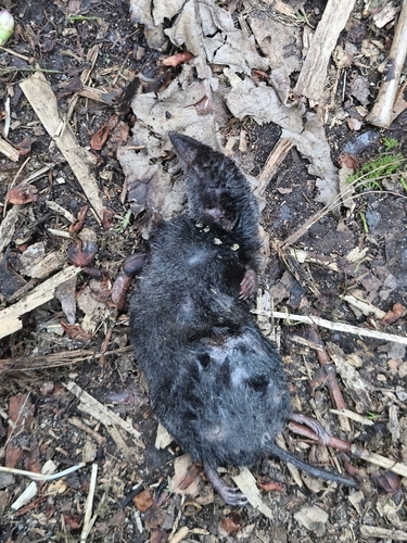 Osgood's Small-eared Shrew (Cryptotis osgoodi) — Data Deficient Mammalia