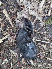 Osgood's Small-Eared Shrew photo 1