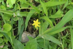 Hypoxis decumbens