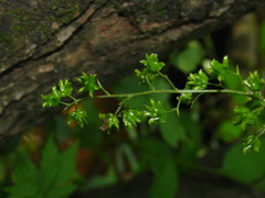 Xanthorhiza simplicissima