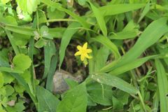 Hypoxis decumbens