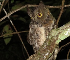 Otus rutilus rutilus