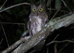 Otus rutilus rutilus