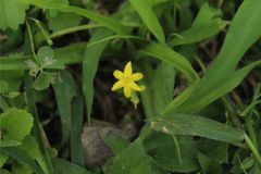 Hypoxis decumbens