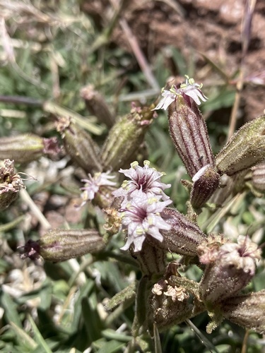 Silene suksdorfii, 2025-07-24