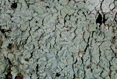 Heterodermia albicans